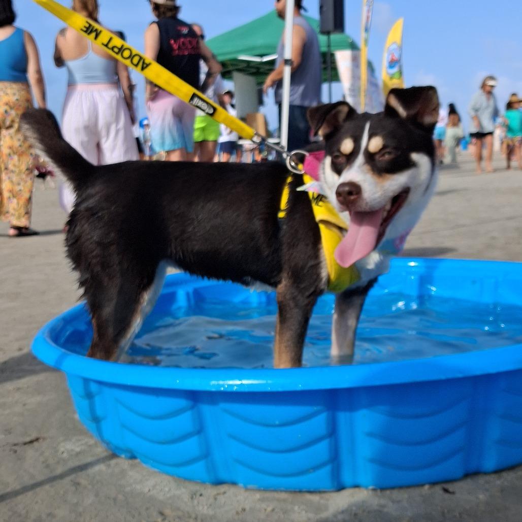 Enlarge Jitterbug, a Adoptable mixed breed in Galveston, TX image 4/6