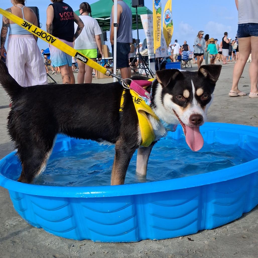 Enlarge Jitterbug, a Adoptable mixed breed in Galveston, TX image 5/6