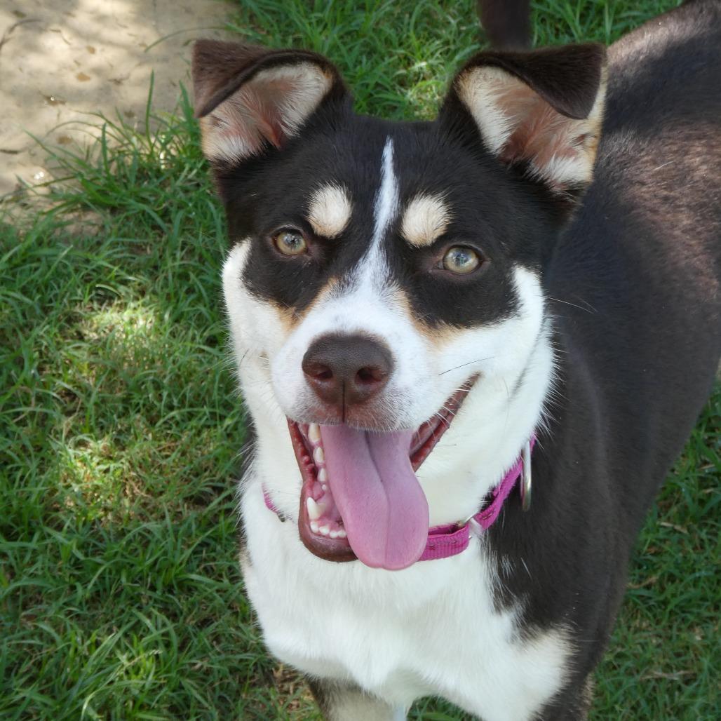 Enlarge Jitterbug, a Adoptable mixed breed in Galveston, TX image 6/6