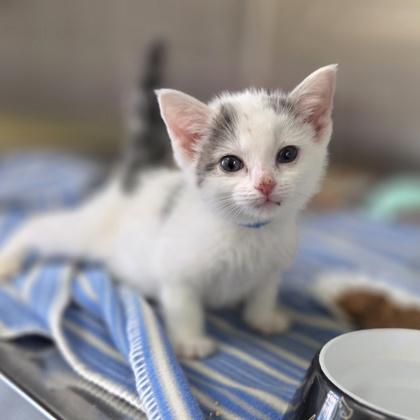 Mash Potato, Adoptable, Kitten Male Domestic Short Hair & Domestic Short Hair.