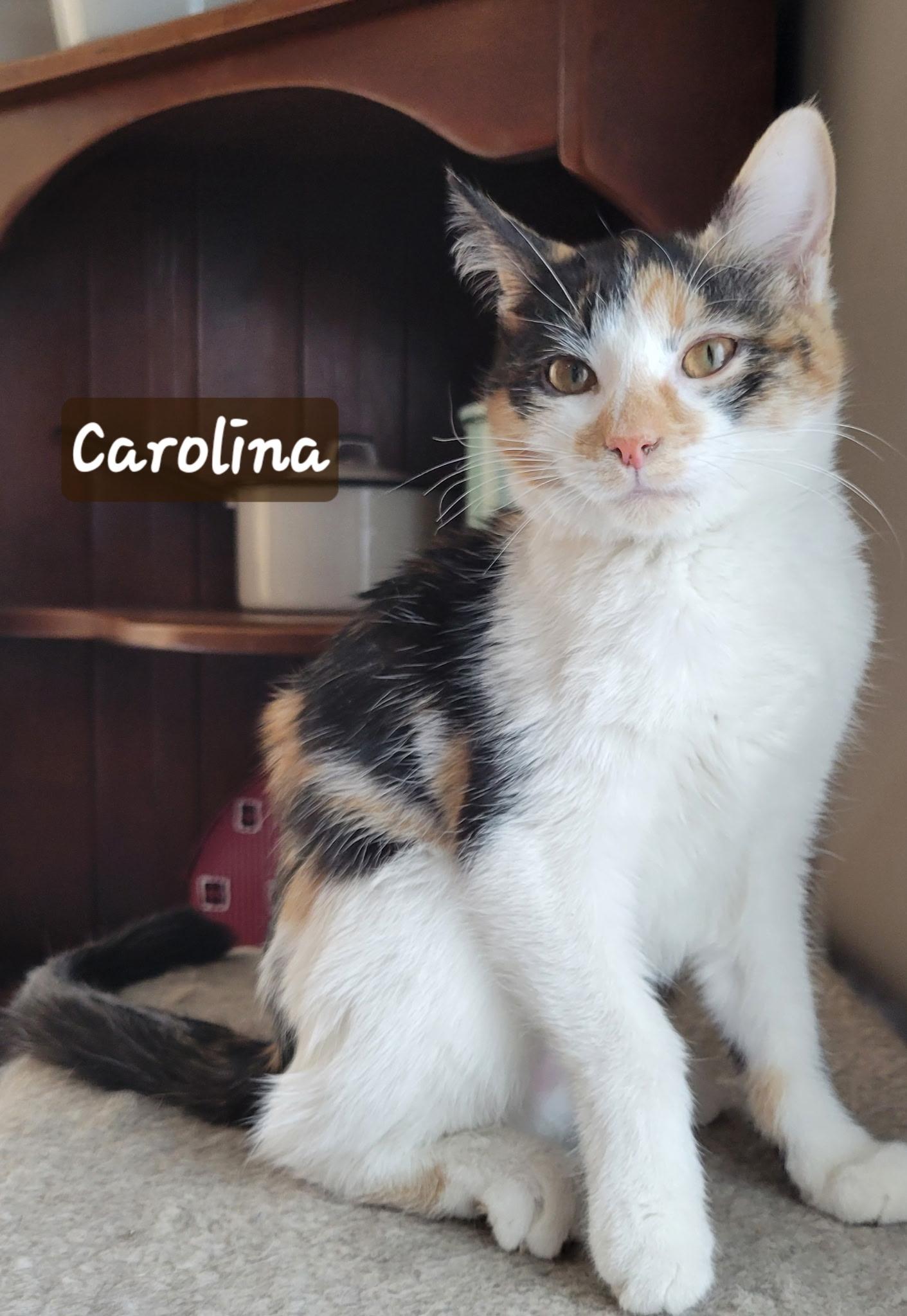 Enlarge Carolina, a Adoptable Domestic Short Hair in Indianapolis, IN image 1/2