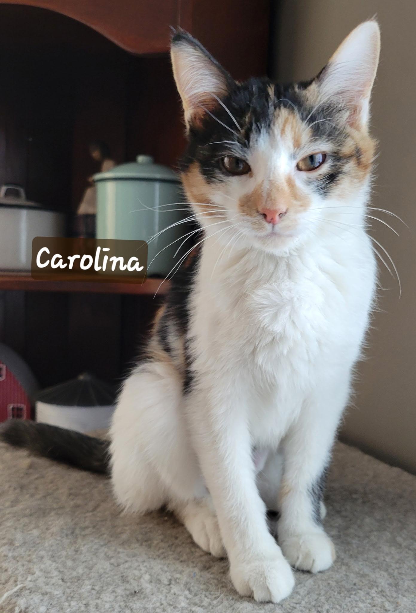 Enlarge Carolina, a Adoptable Domestic Short Hair in Indianapolis, IN image 2/2