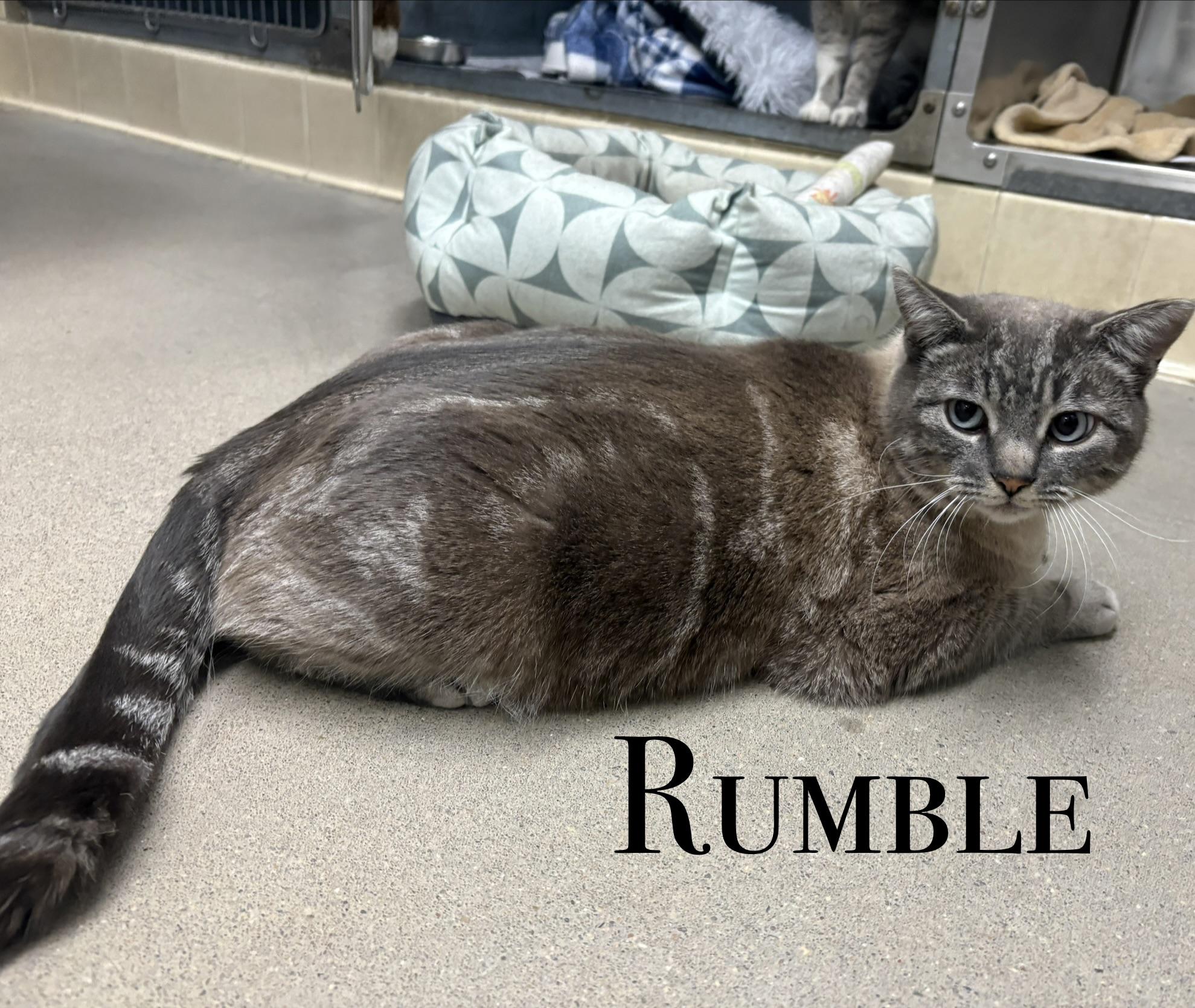 Rumble, ADOPTABLE, Adult Male Domestic Short Hair.