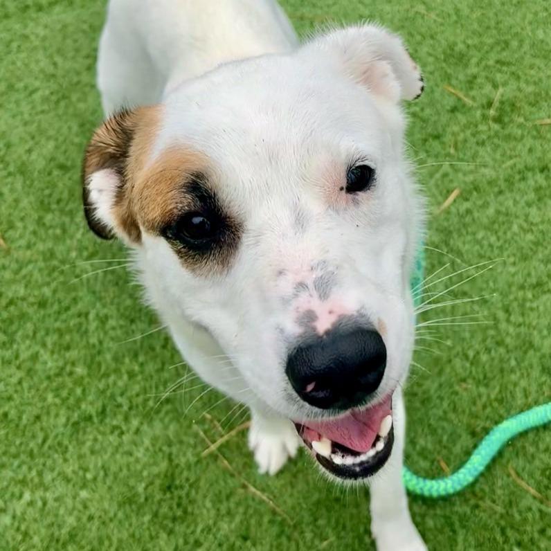 Penny, Adoptable, Adult Female Retriever & Mixed Breed.
