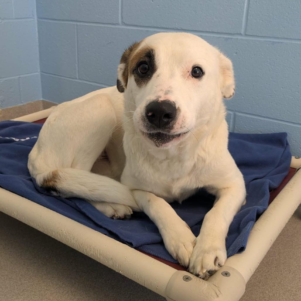 Penny, a Adoptable mixed breed in Chattanooga, TN image 2/6