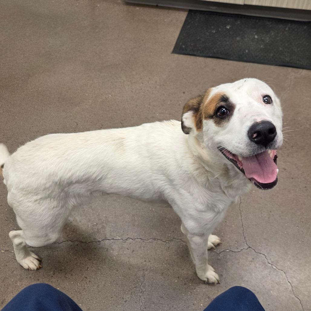 Penny, a Adoptable mixed breed in Chattanooga, TN image 3/6