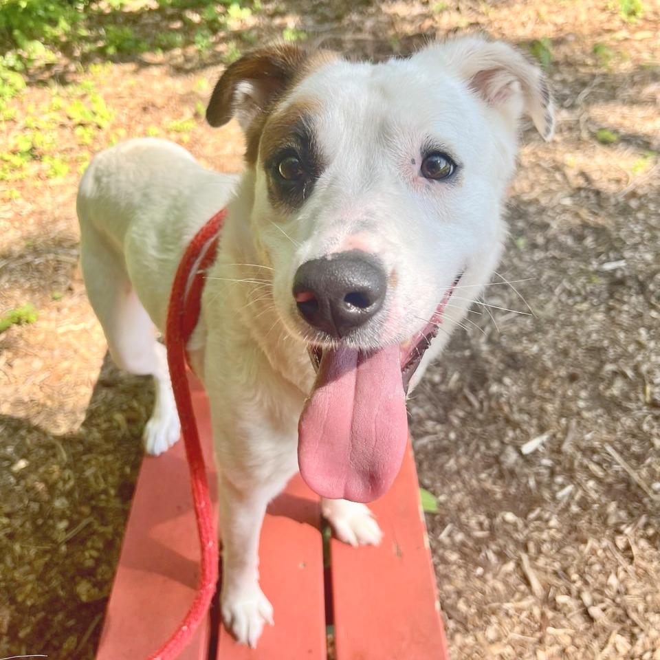 Penny, a Adoptable mixed breed in Chattanooga, TN image 4/6