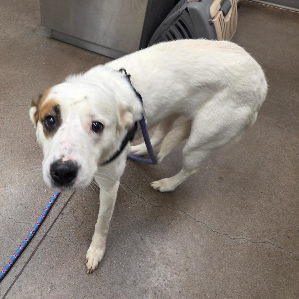 Penny, a Adoptable mixed breed in Chattanooga, TN image 5/6