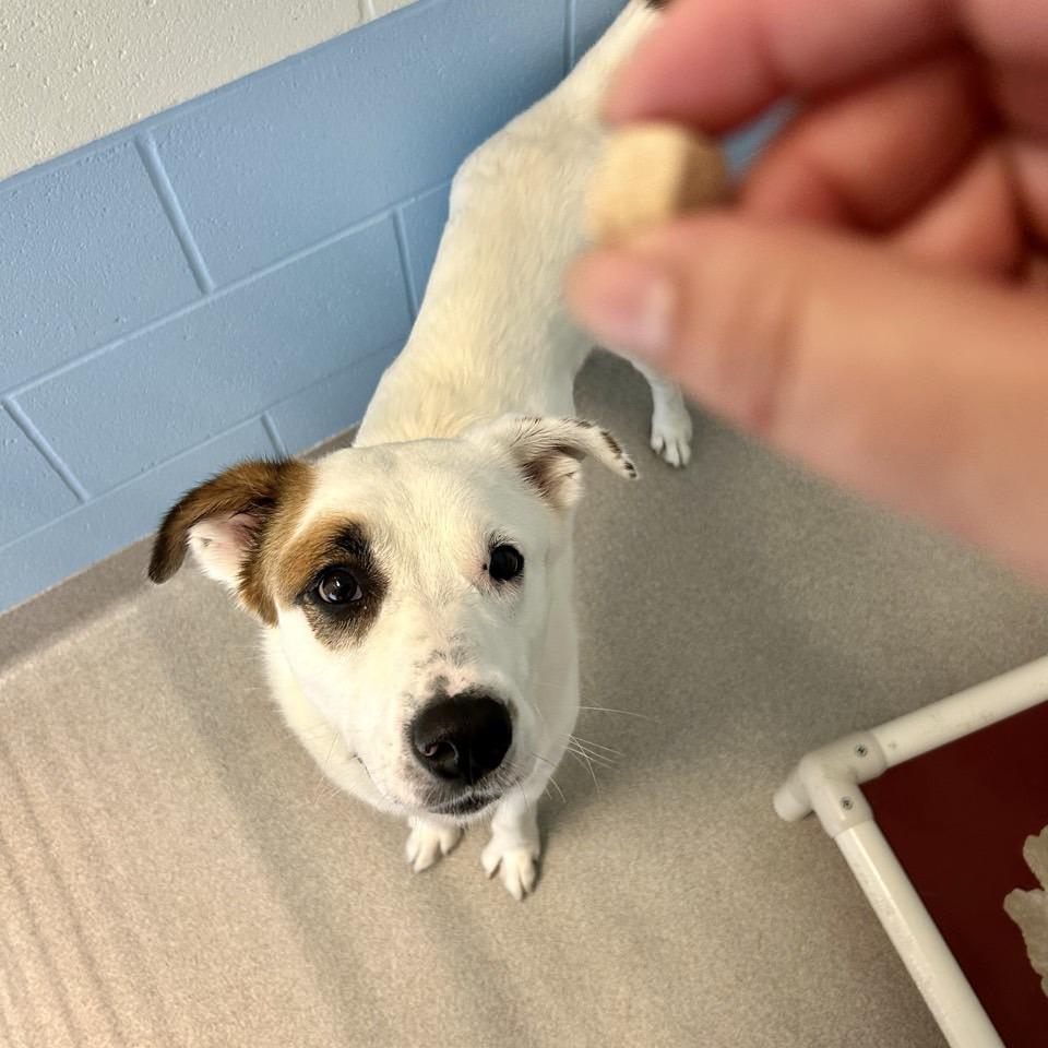 Penny, a Adoptable mixed breed in Chattanooga, TN image 6/6