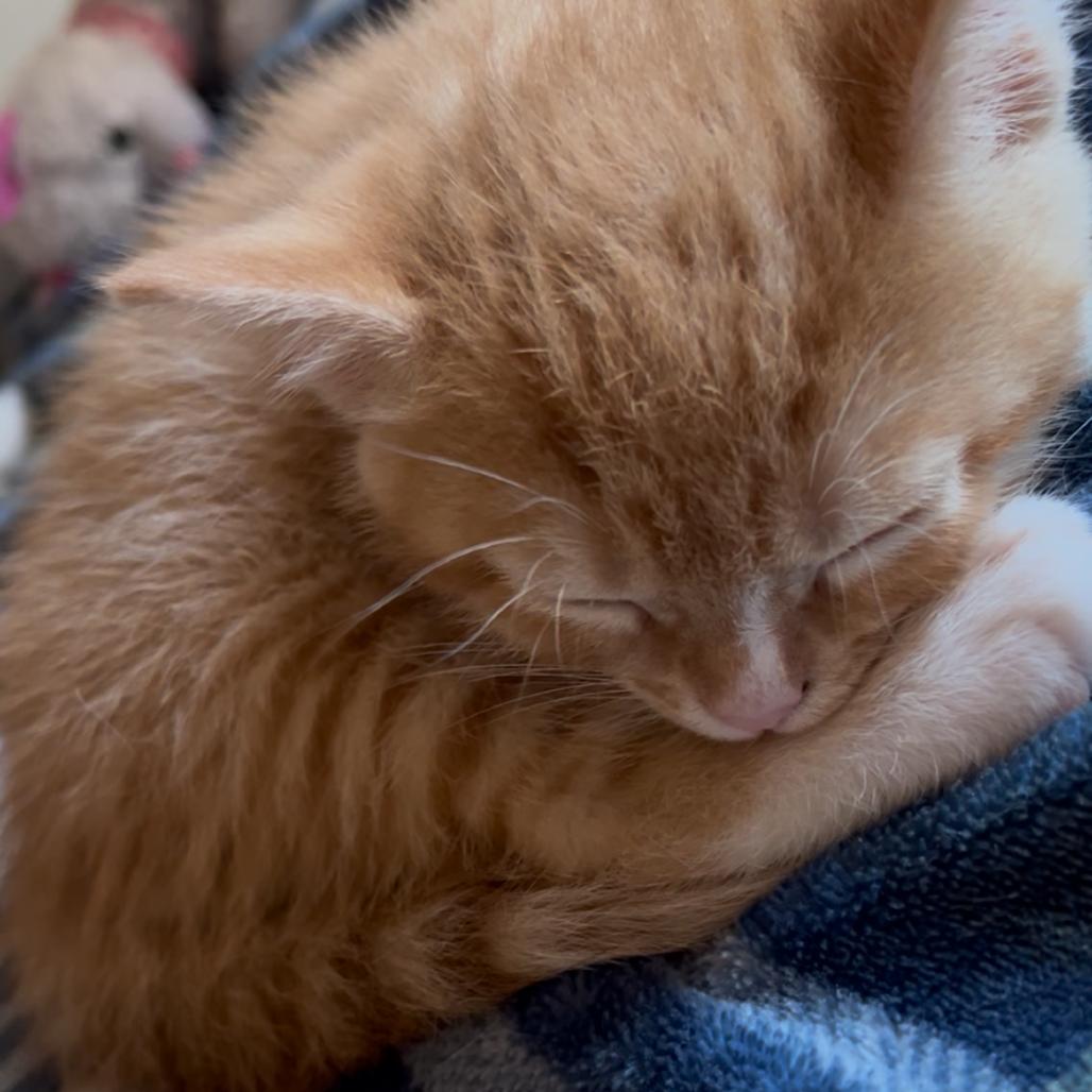 Jasper, Adoptable, Kitten Male Domestic Short Hair.