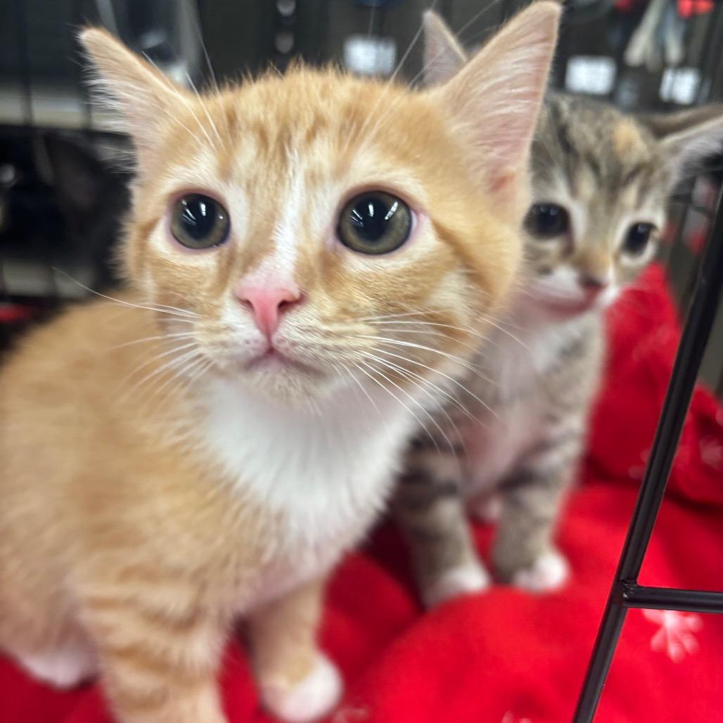 Enlarge Jasper, a Adoptable Domestic Short Hair in La Grange, KY image 2/2