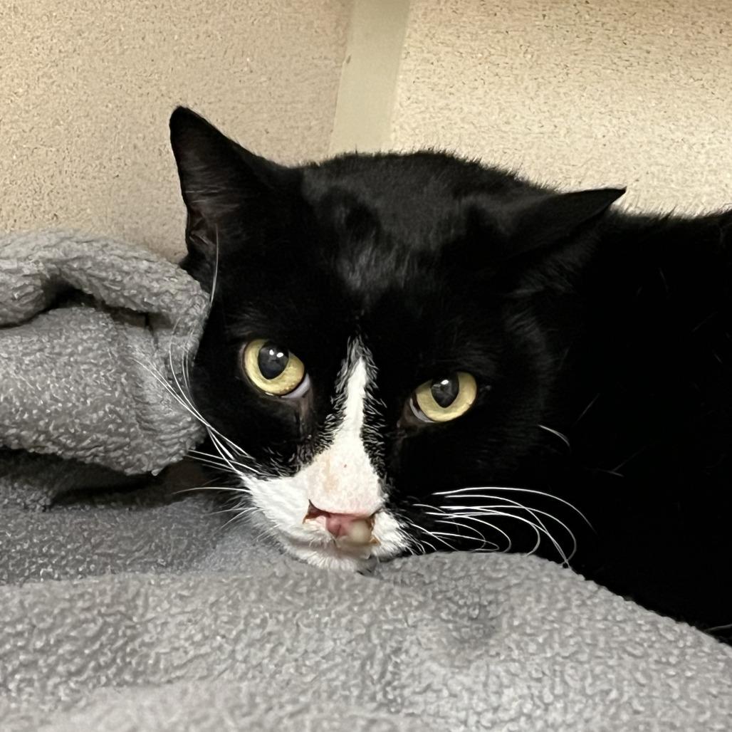 Enlarge Ralph, a Adoptable Domestic Short Hair in Hudson, NY image 1/2