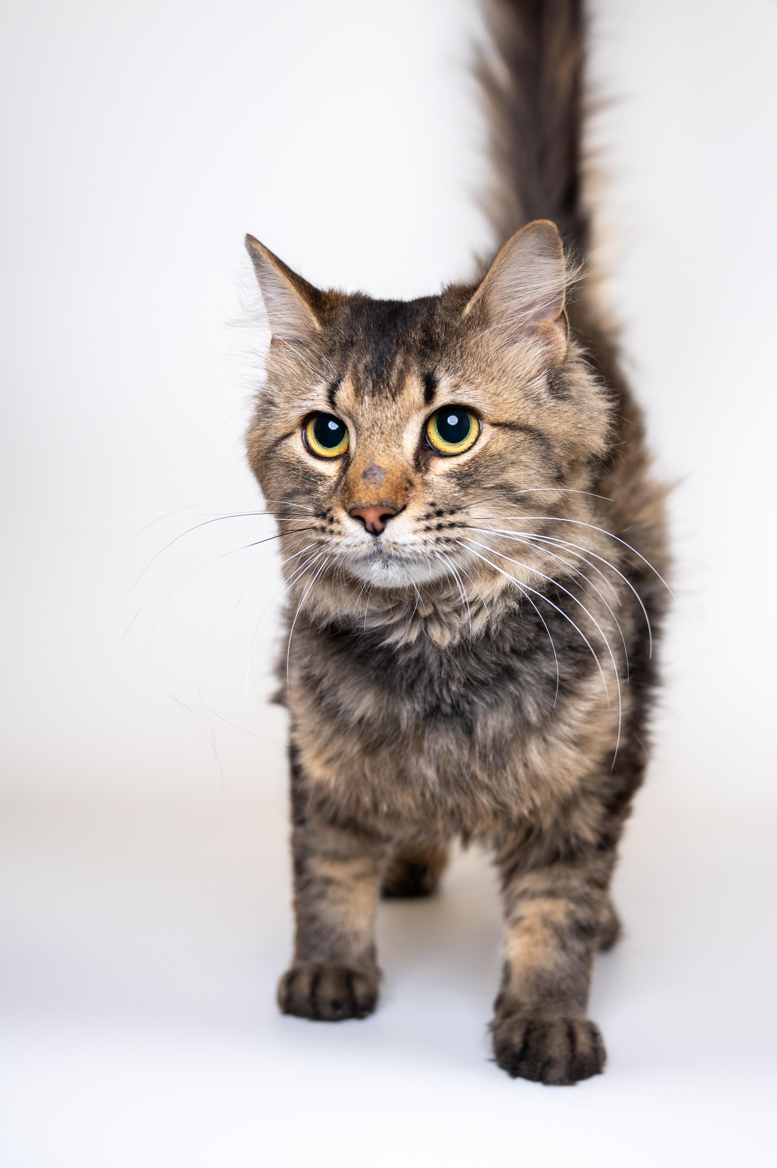 Wasabi (bonded to Habanero), Young Male unknown