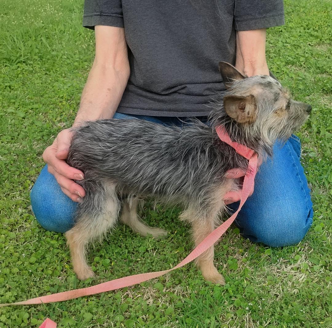 Zig, adoptable, Puppy Female Yorkshire Terrier & Schnauzer.