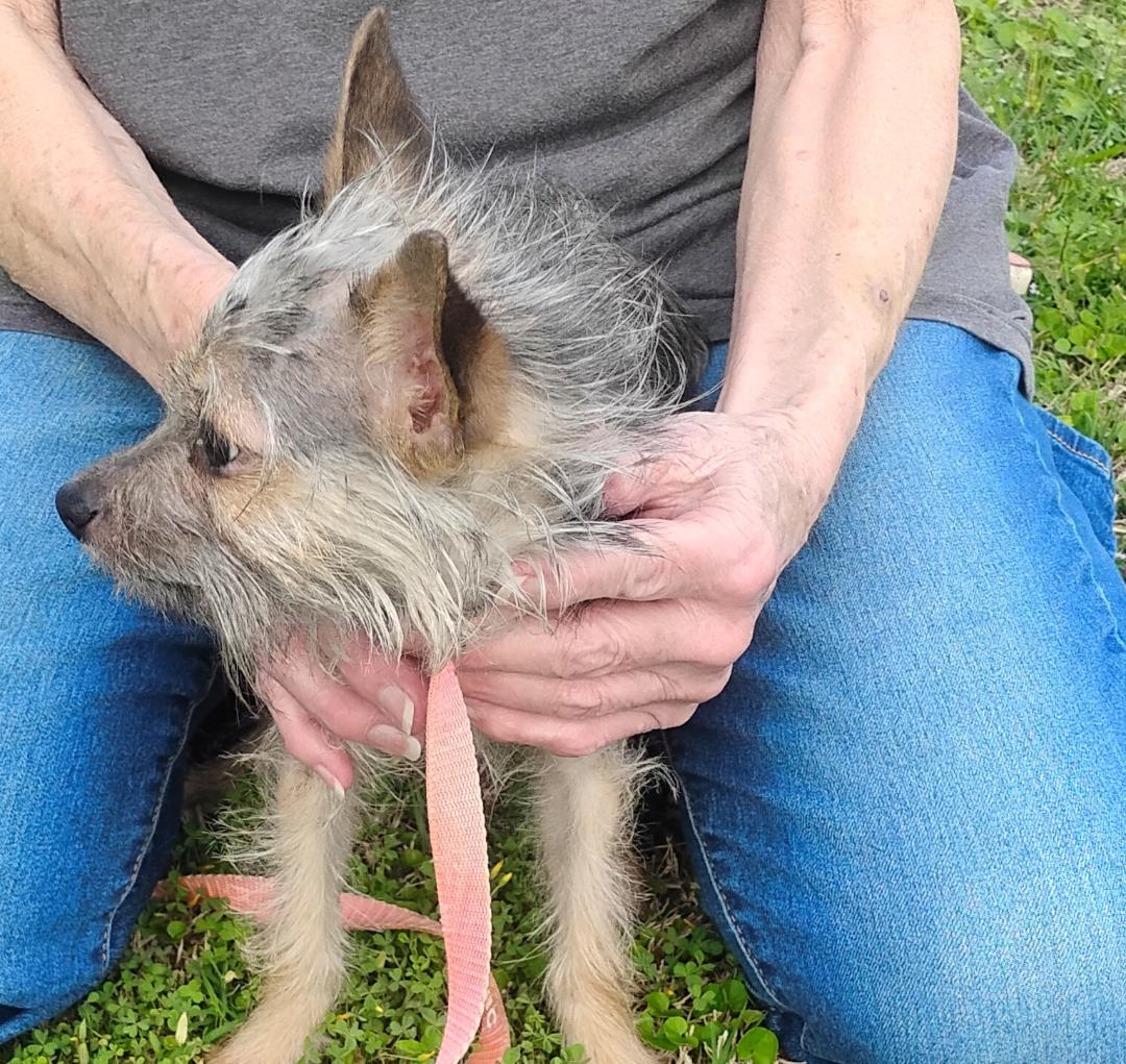 Enlarge Zig, an adoptable mixed breed in Sulphur, OK image 3/3