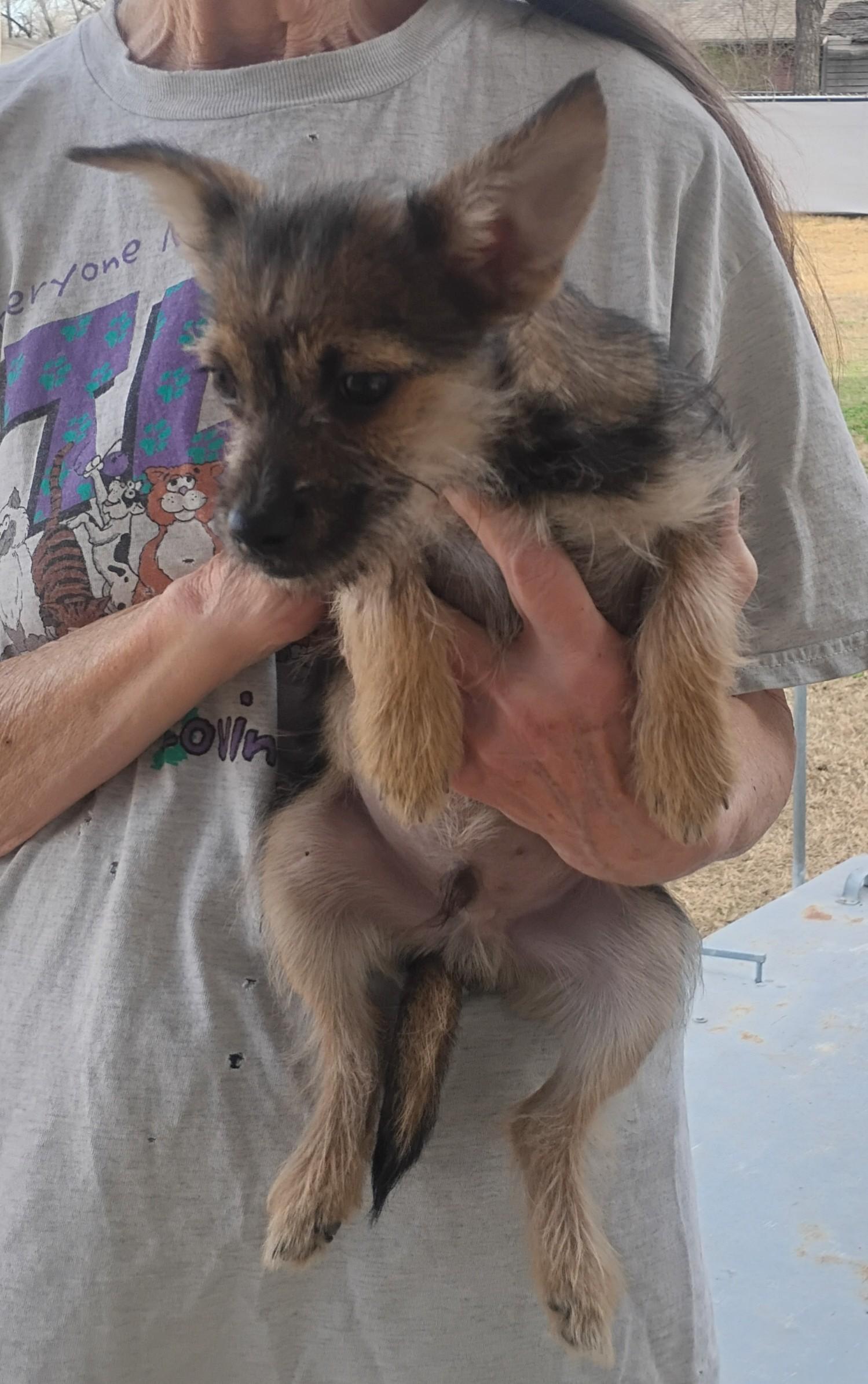 Zig, ADOPTABLE, Puppy Male Yorkshire Terrier & Chihuahua.
