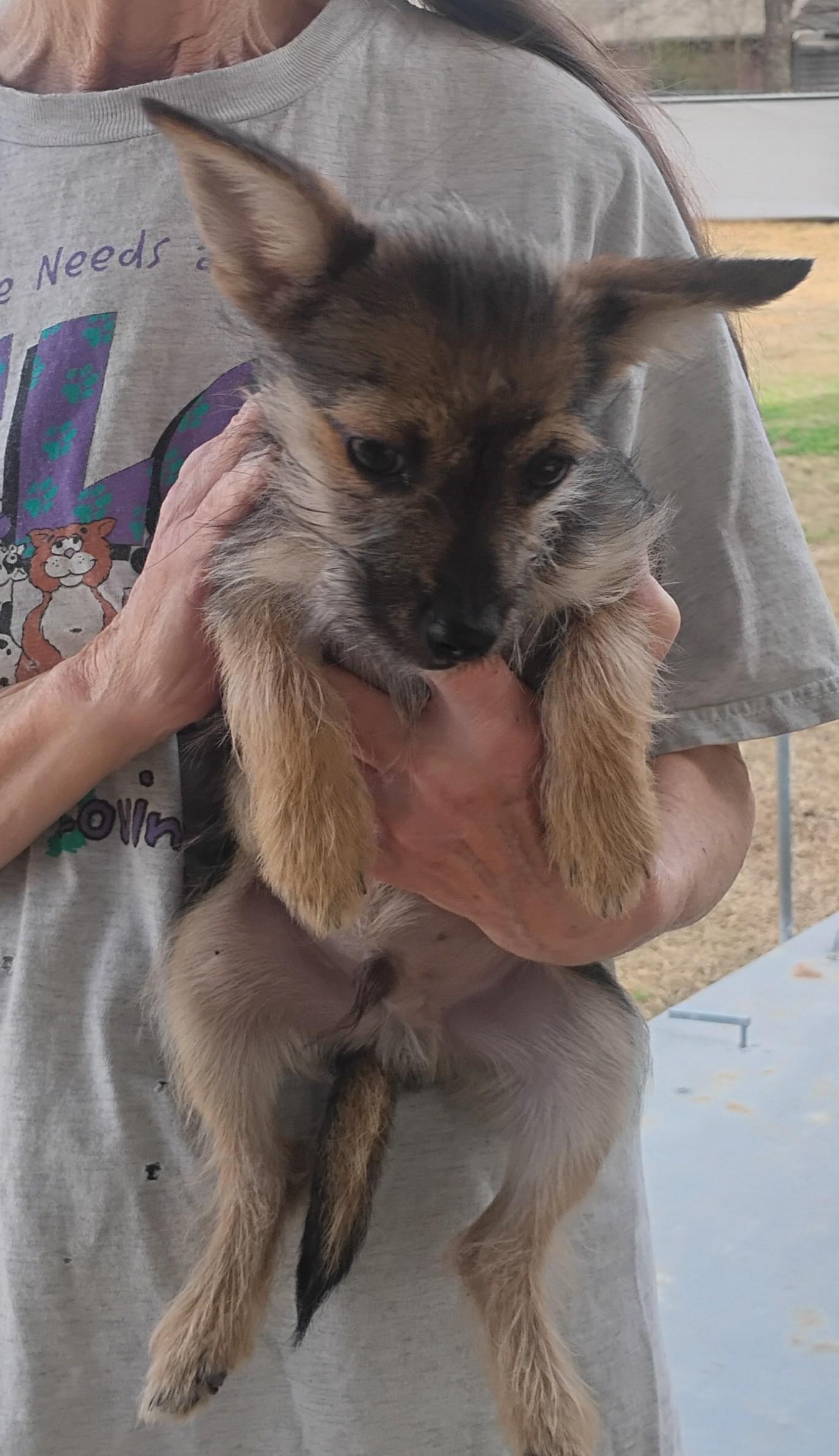 Enlarge Zig, a ADOPTABLE mixed breed in Sulphur, OK image 2/3