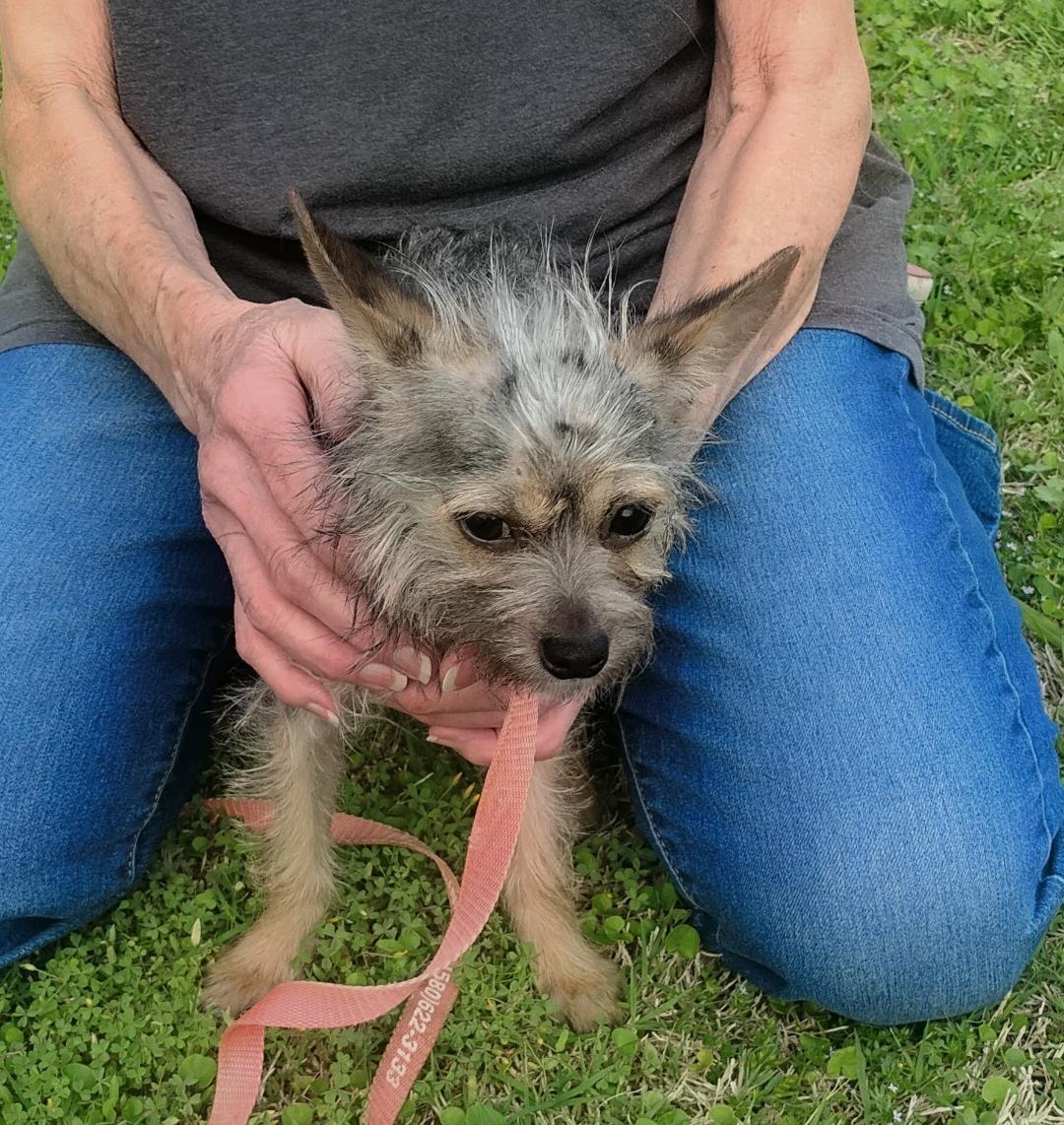 Enlarge Zig, an adoptable mixed breed in Sulphur, OK image 2/3