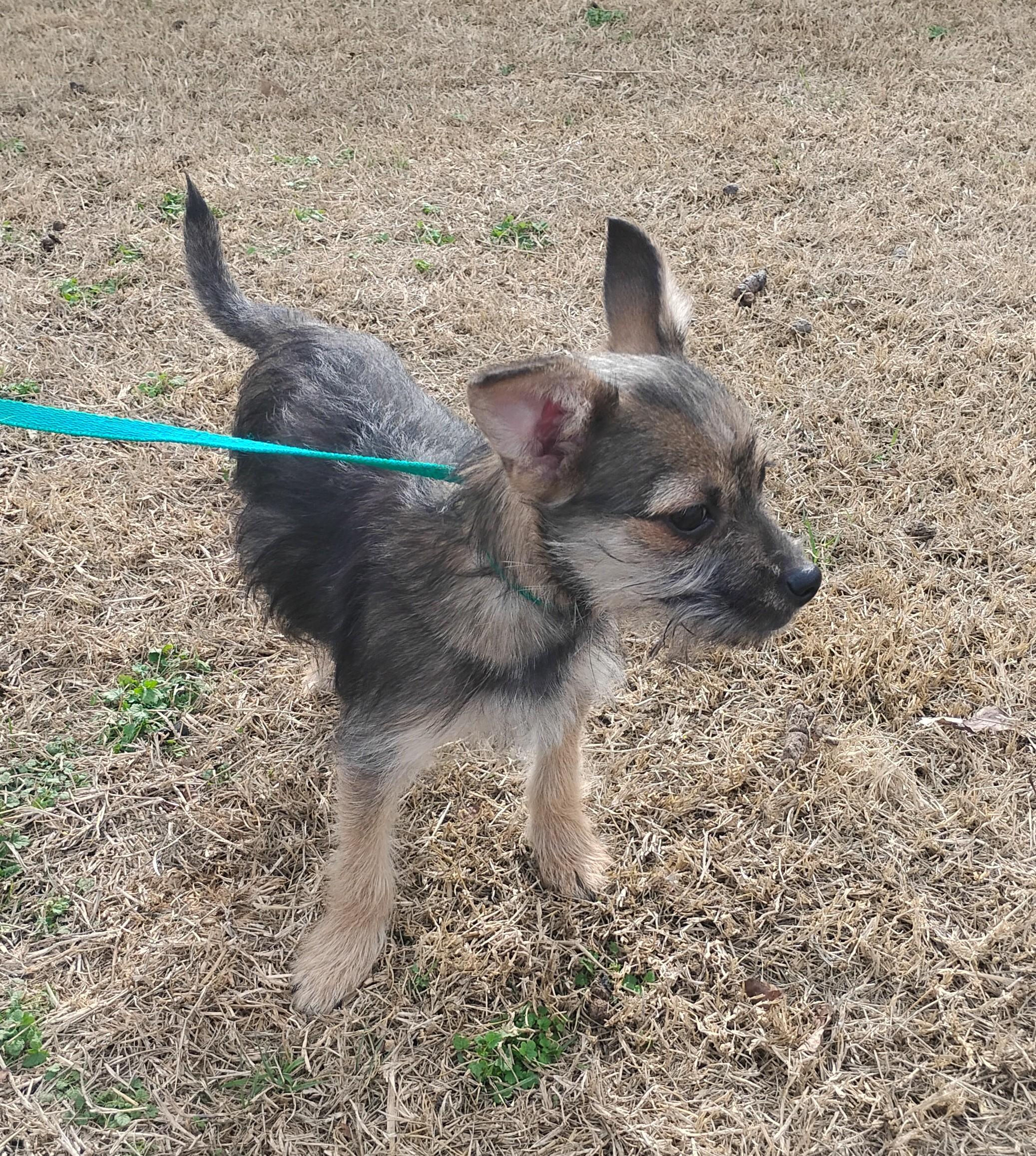 Enlarge Zig, a ADOPTABLE mixed breed in Sulphur, OK image 3/3