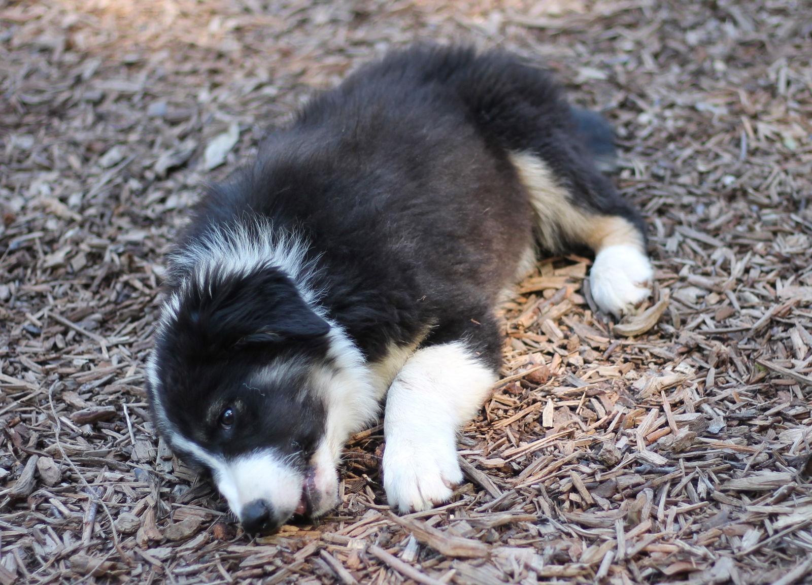 Enlarge Moe, a Adoptable Border Collie in Paso Robles, CA image 1/3