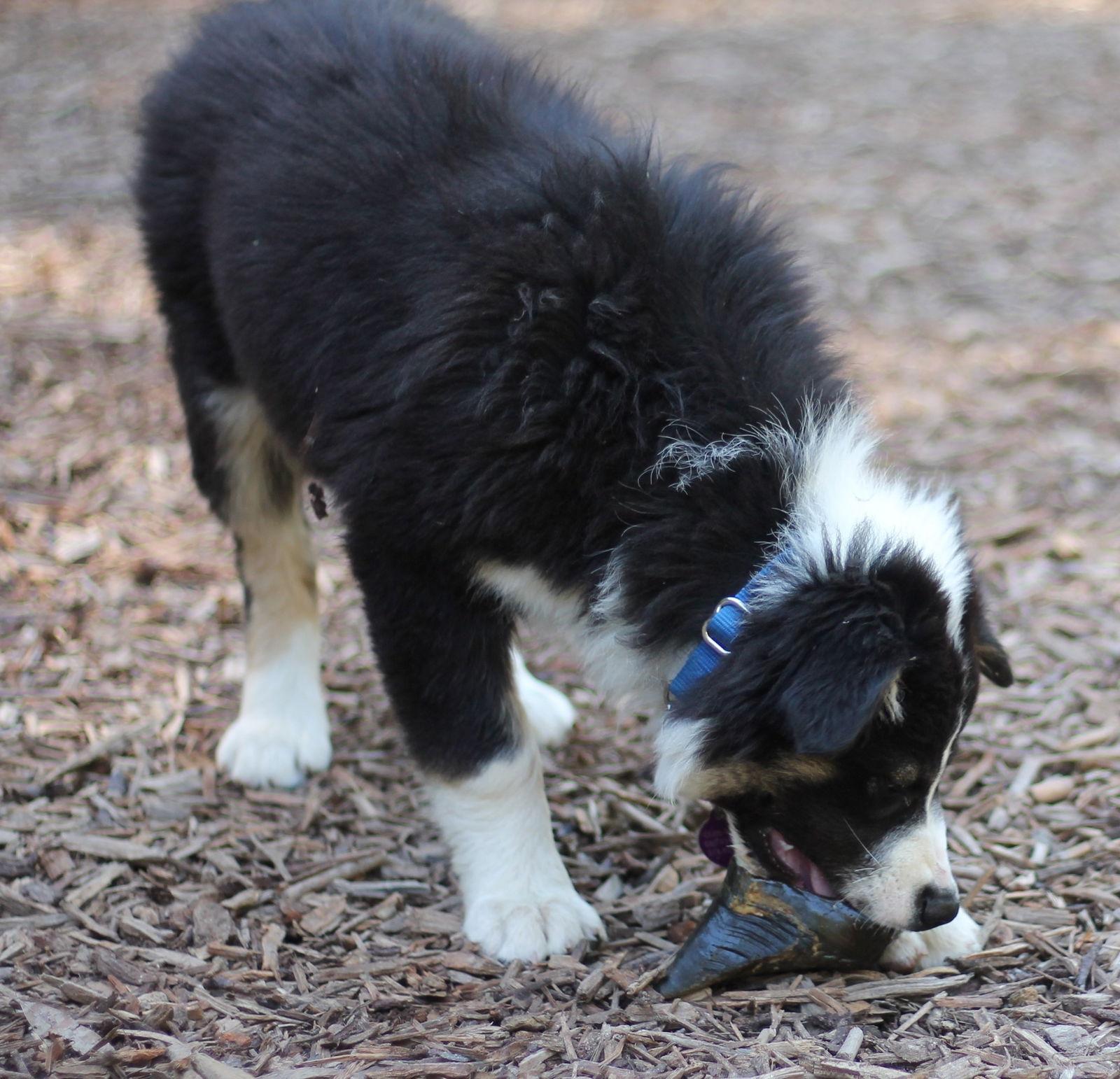 Enlarge Moe, a Adoptable Border Collie in Paso Robles, CA image 2/3