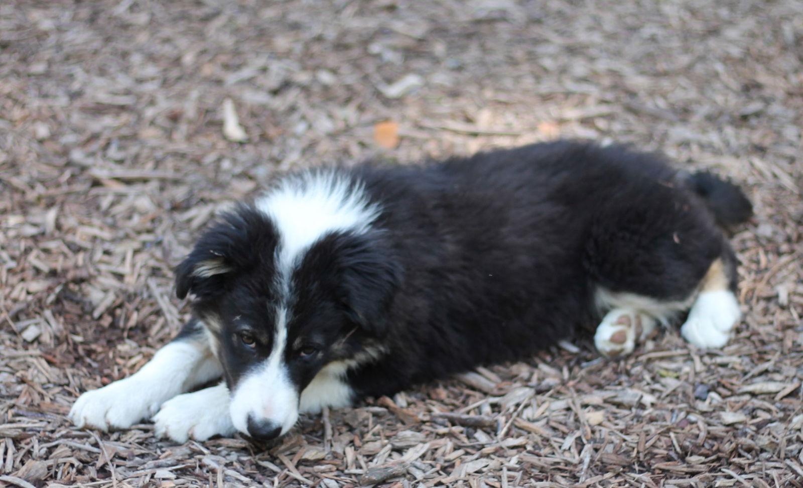Enlarge Moe, a Adoptable Border Collie in Paso Robles, CA image 3/3