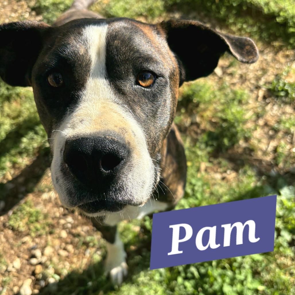 Pam, a Adoptable mixed breed in Talbott, TN image 1/6