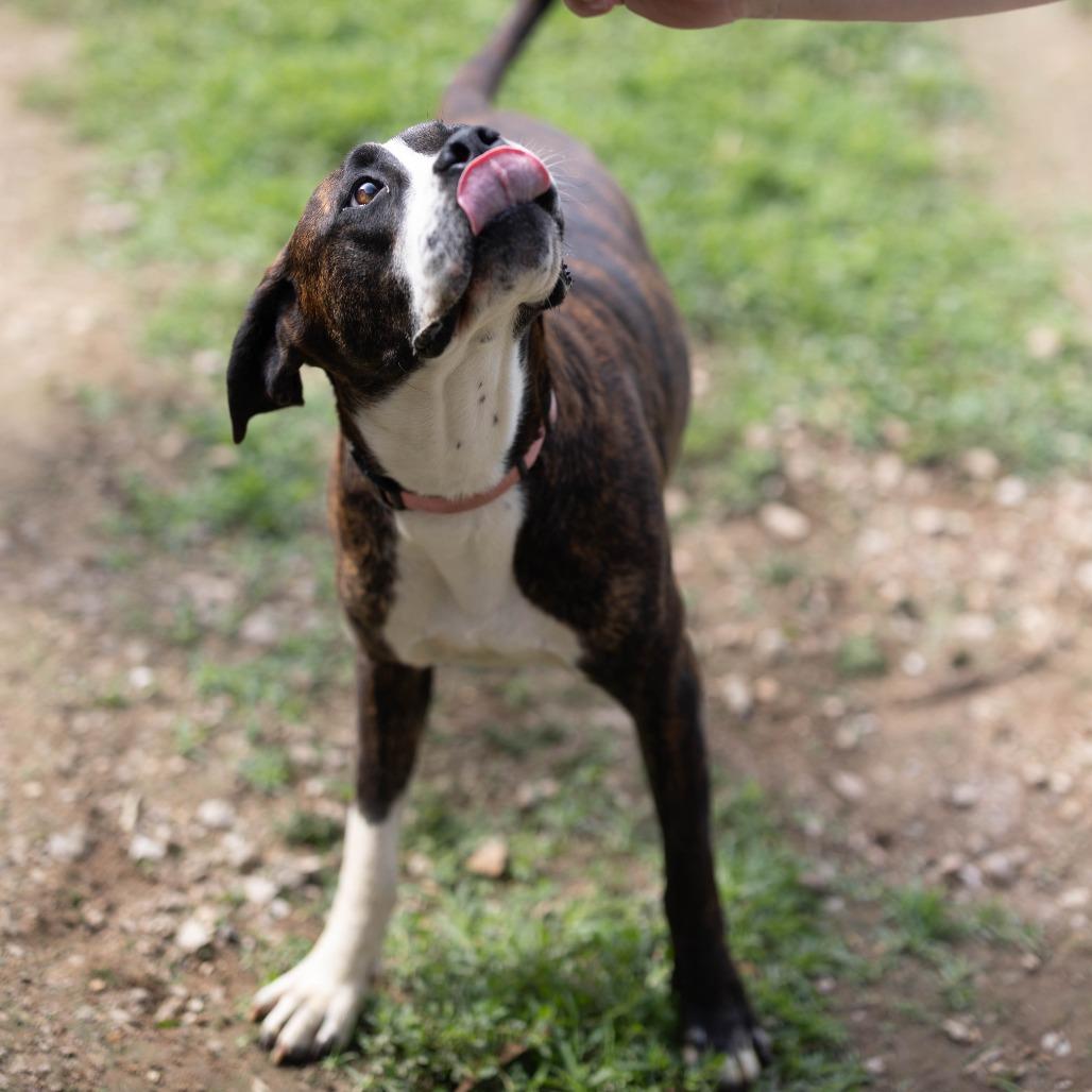 Pam, a Adoptable mixed breed in Talbott, TN image 2/6