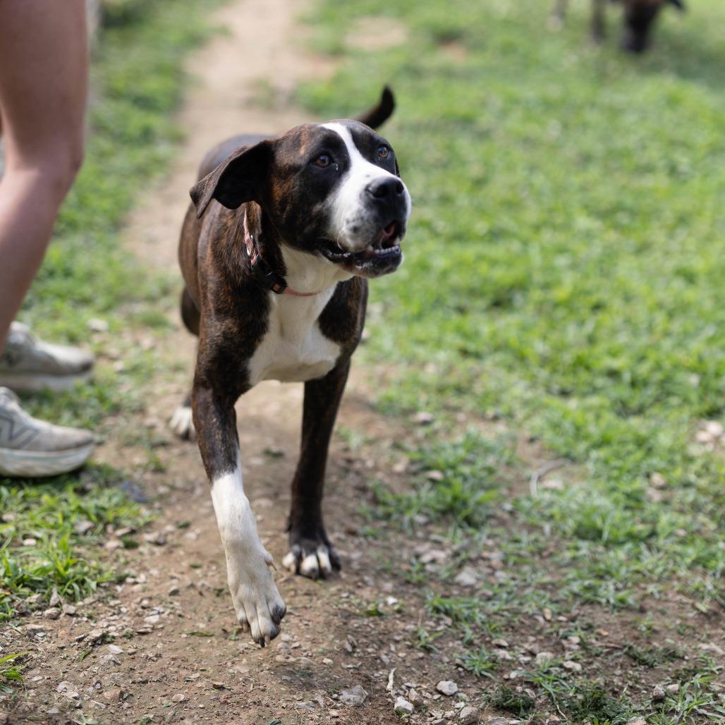Pam, a Adoptable mixed breed in Talbott, TN image 3/6
