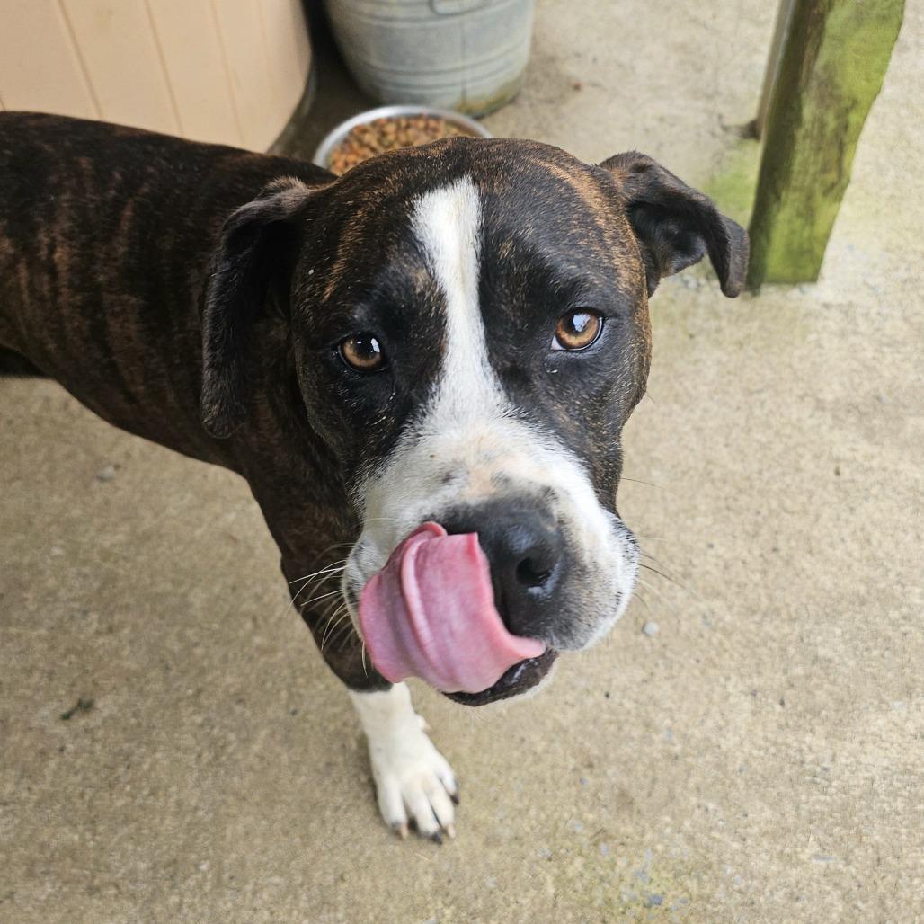 Pam, a Adoptable mixed breed in Talbott, TN image 4/6