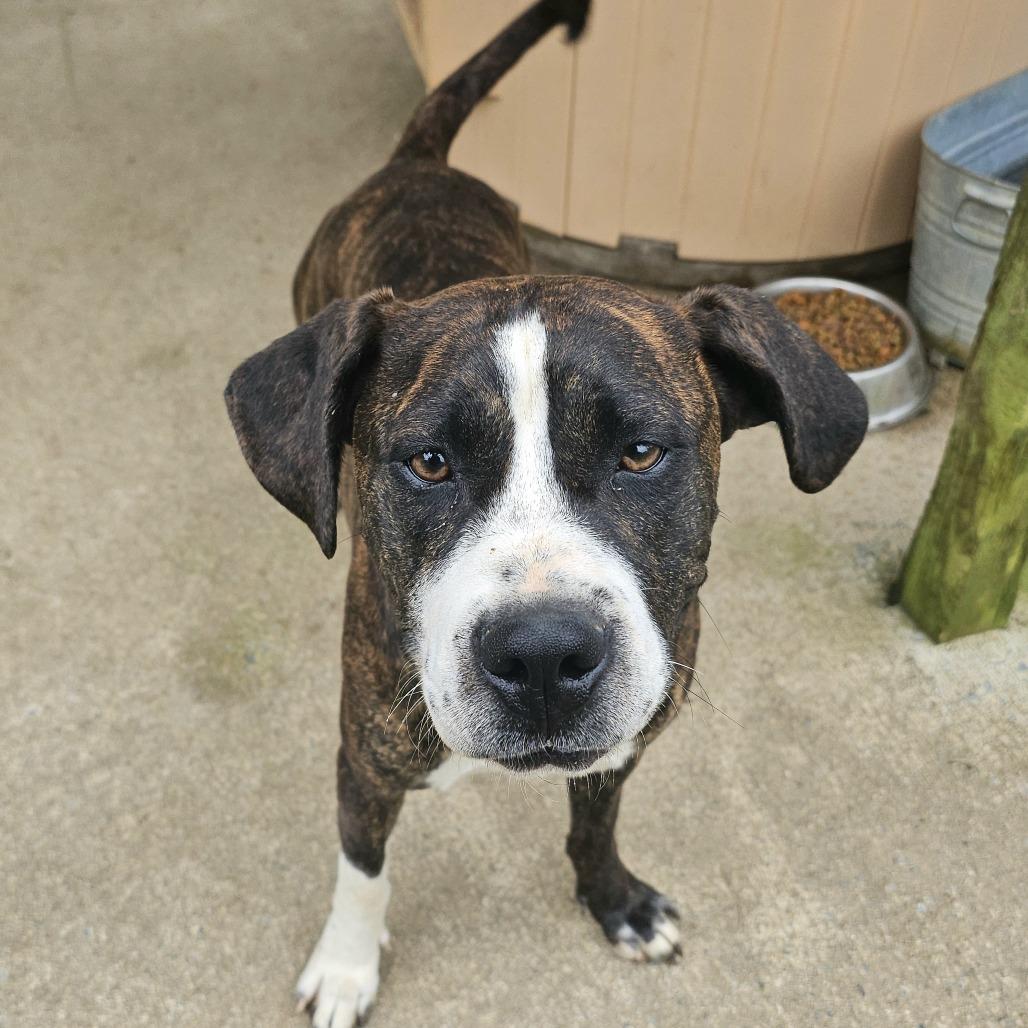 Pam, a Adoptable mixed breed in Talbott, TN image 5/6