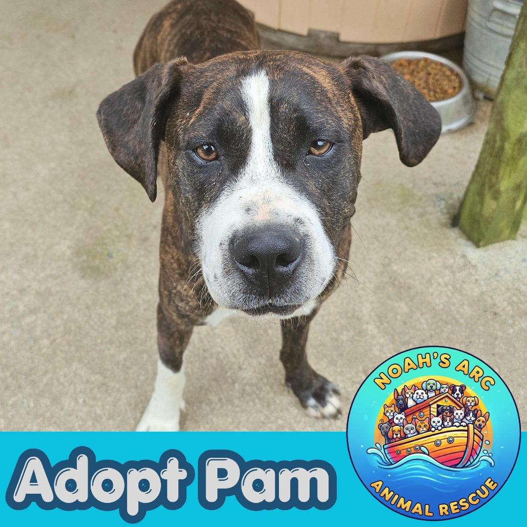 Pam, a Adoptable mixed breed in Talbott, TN image 6/6