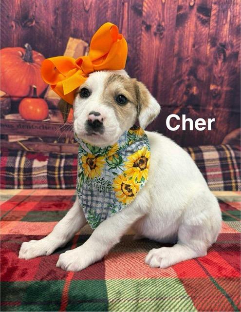 Cher