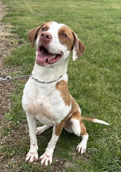 Trudy, a Adoptable mixed breed in Hastings, NE image 1/3
