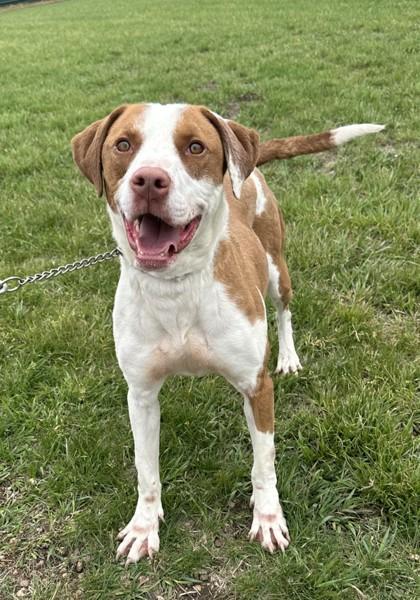 Trudy, a Adoptable mixed breed in Hastings, NE image 2/3
