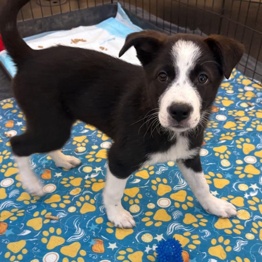Enlarge Piper, a Adoptable mixed breed in Ione, CA image 1/2
