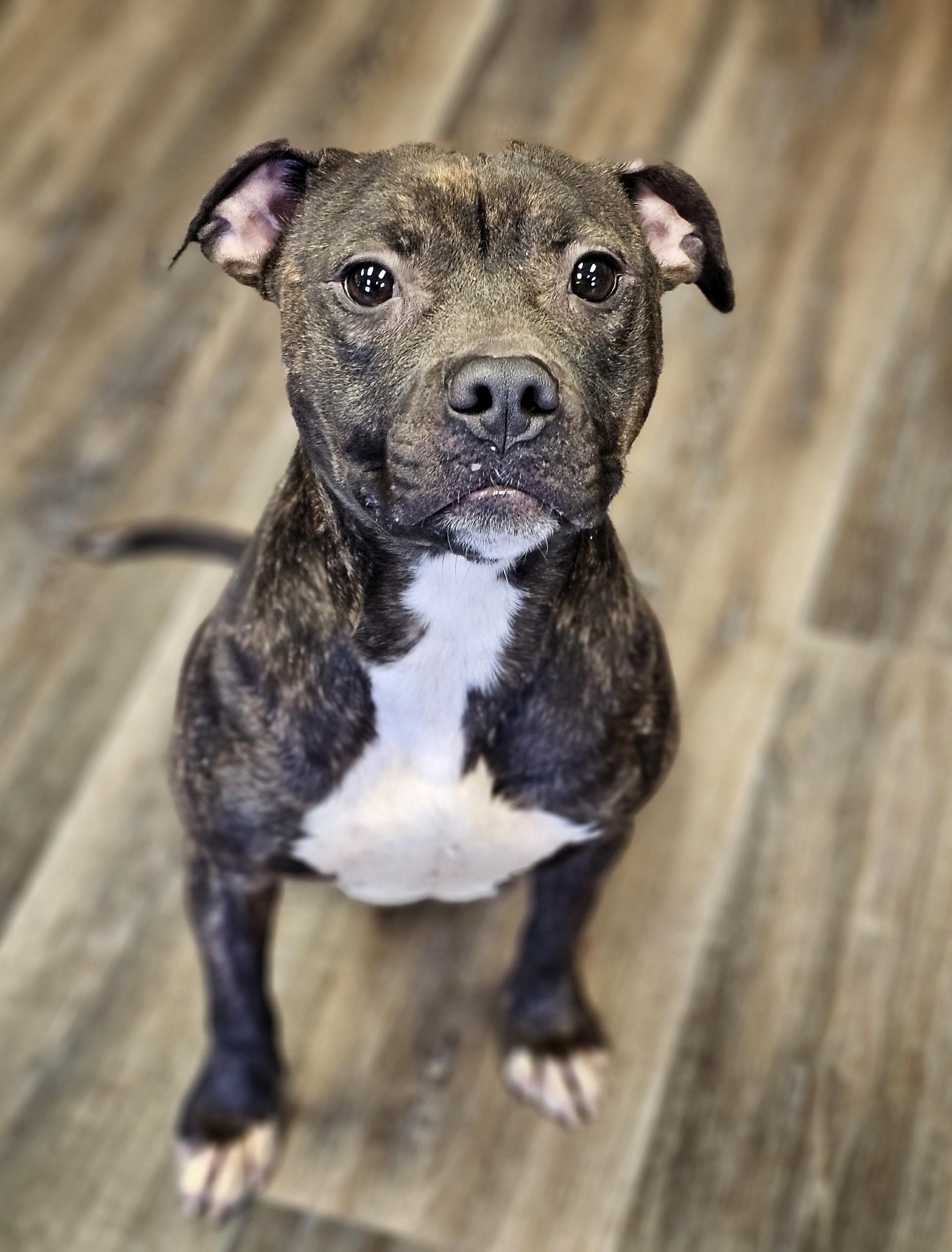 Enlarge Maycee, a ADOPTABLE Pit Bull Terrier in Bay City, MI image 3/3