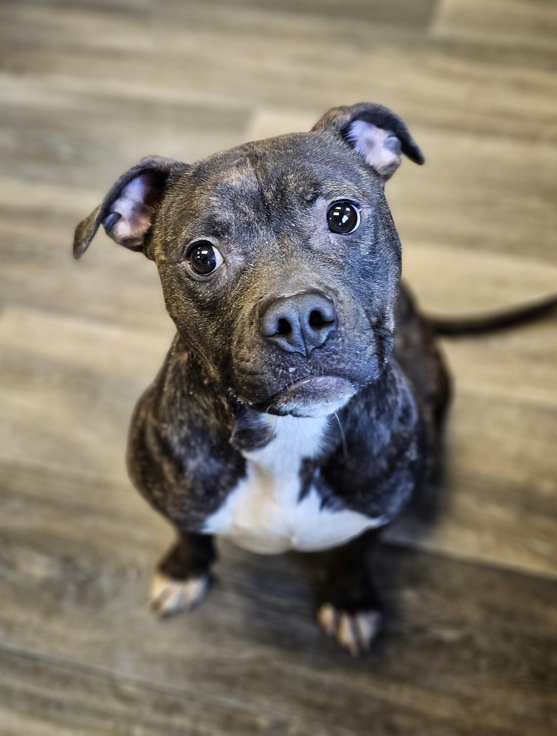 Maycee, ADOPTABLE, Adult Female Pit Bull Terrier.