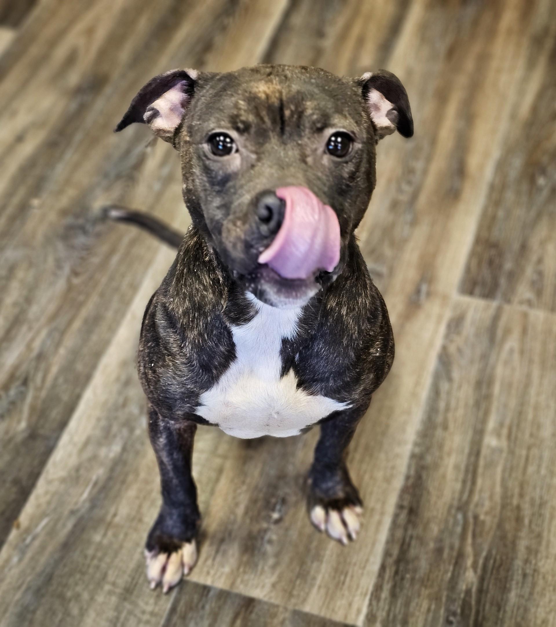 Enlarge Maycee, a ADOPTABLE Pit Bull Terrier in Bay City, MI image 2/3