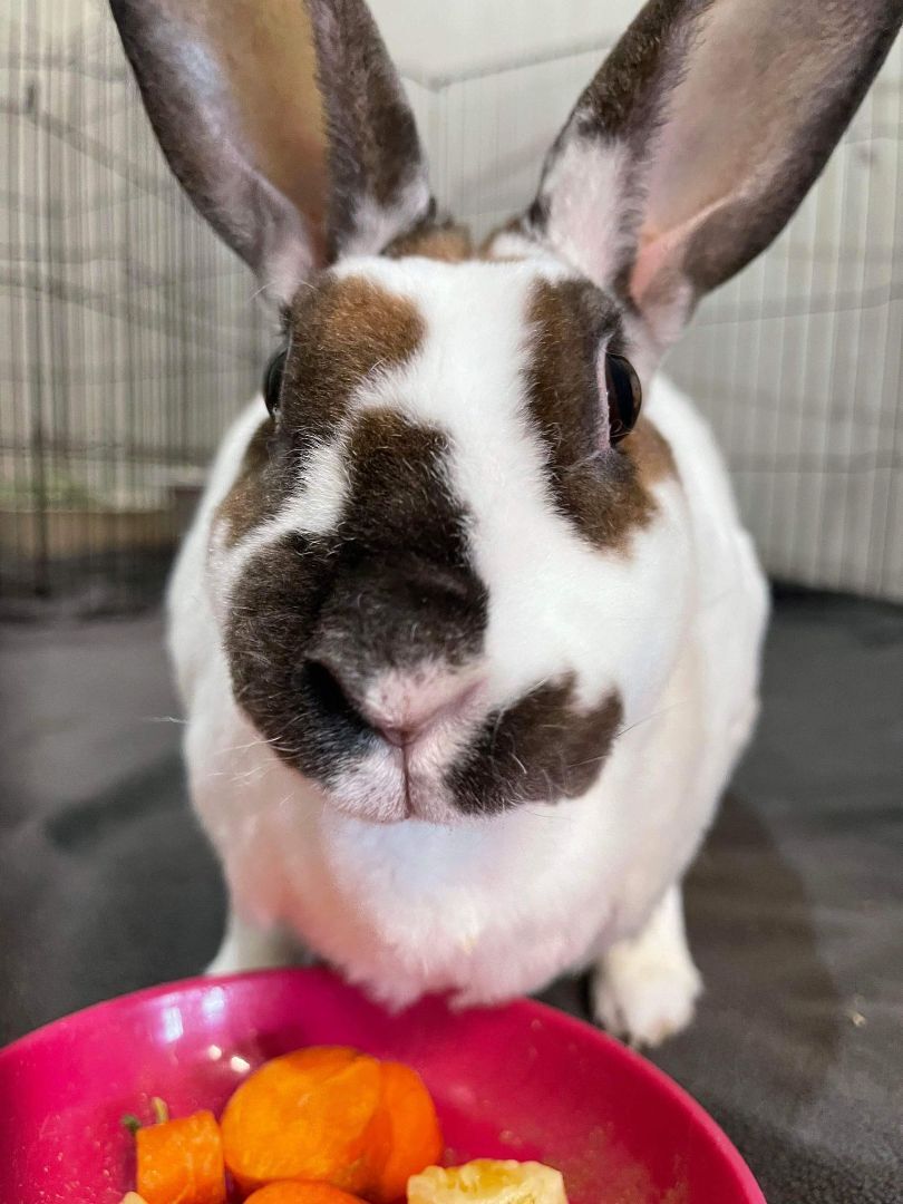 Velveteena, Adult Female unknown