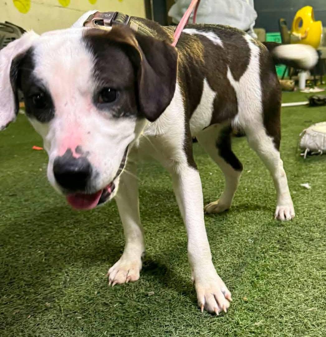 Enlarge Andi, a ADOPTABLE mixed breed in Alexander, AR image 2/5