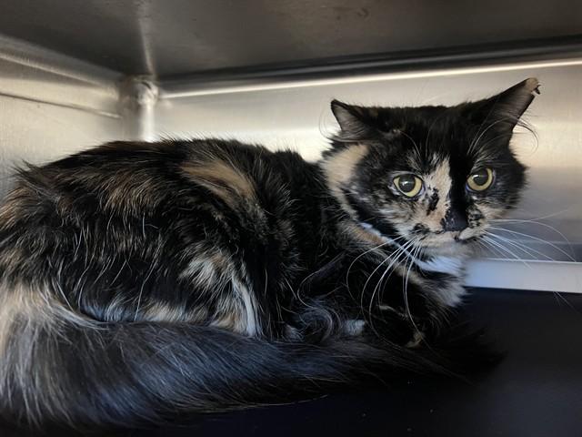 ELEVEN, Adoptable, Young Female Domestic Long Hair.