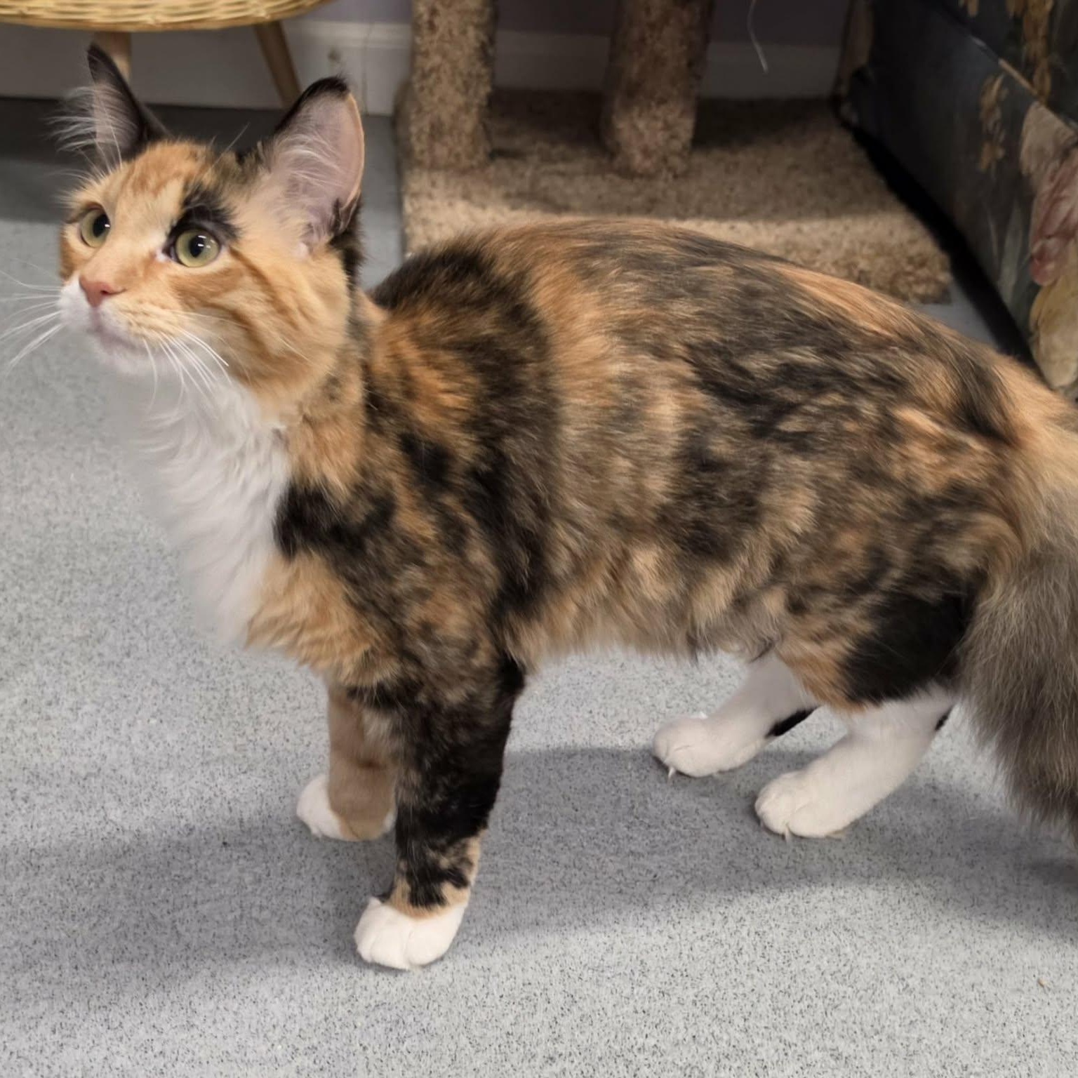 Canela, Fluffy Kitten Girl, Adoptable, Kitten Female Domestic Medium Hair.