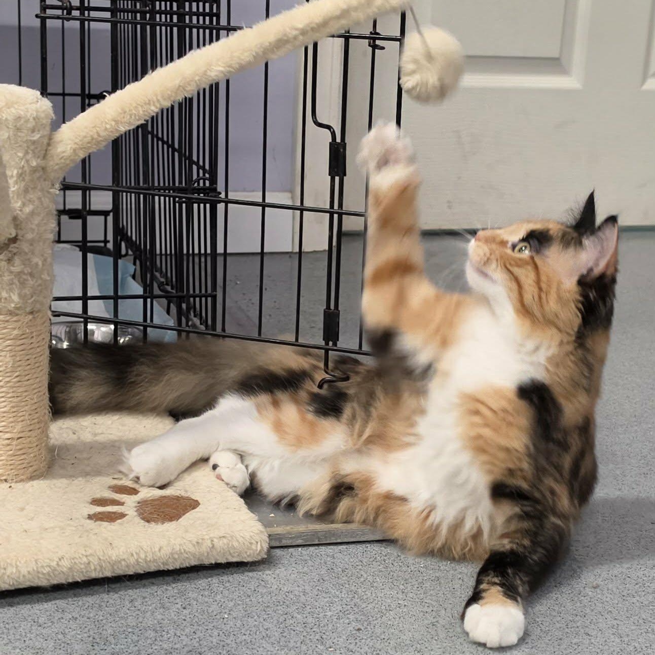 Enlarge Canela, Fluffy Kitten Girl, a Adoptable Domestic Medium Hair in Meriden, CT image 5/6