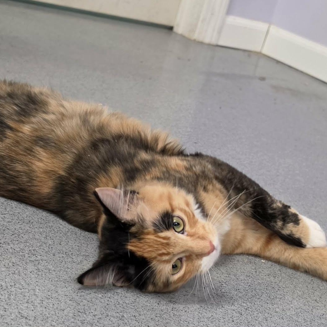 Enlarge Canela, Fluffy Kitten Girl, a Adoptable Domestic Medium Hair in Meriden, CT image 6/6