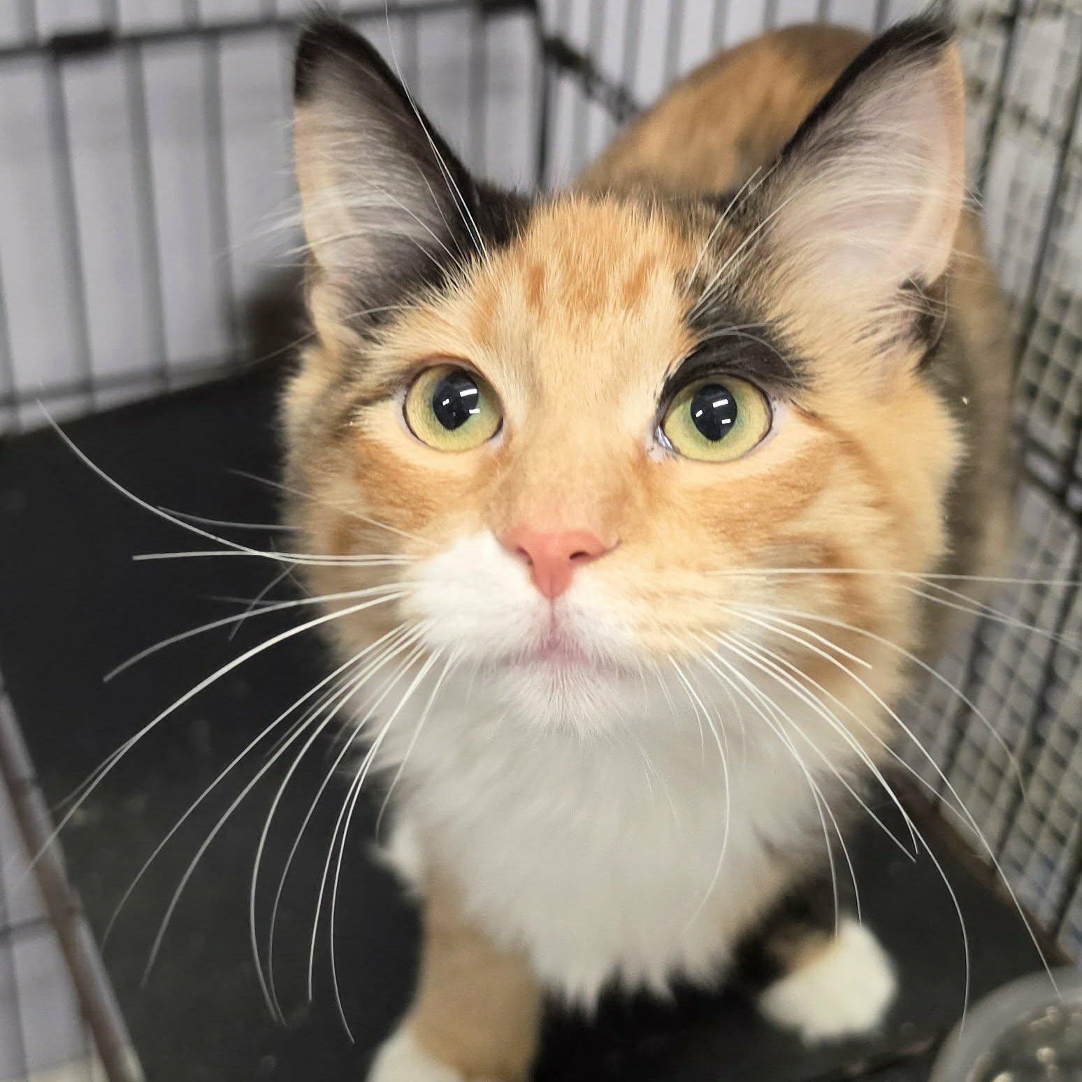 Enlarge Canela, Fluffy Kitten Girl, a Adoptable Domestic Medium Hair in Meriden, CT image 2/6
