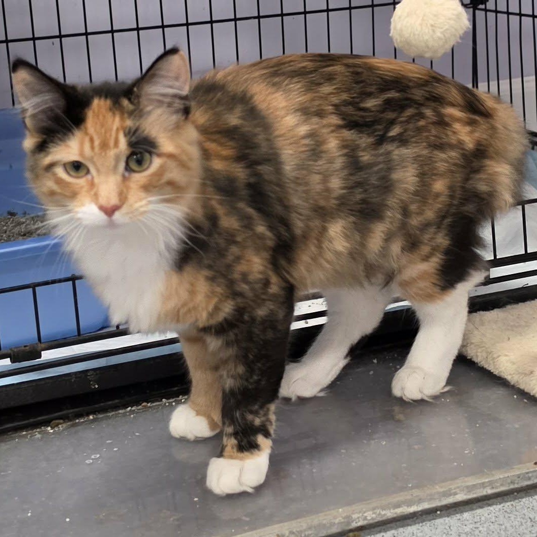 Enlarge Canela, Fluffy Kitten Girl, a Adoptable Domestic Medium Hair in Meriden, CT image 3/6