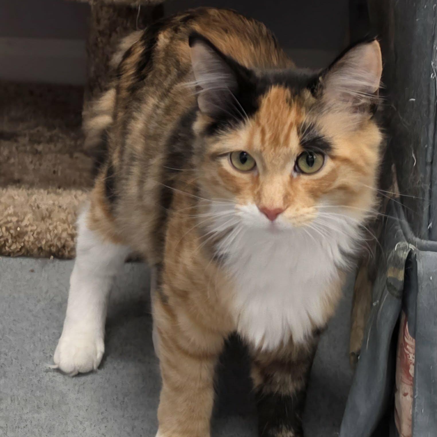 Enlarge Canela, Fluffy Kitten Girl, a Adoptable Domestic Medium Hair in Meriden, CT image 4/6
