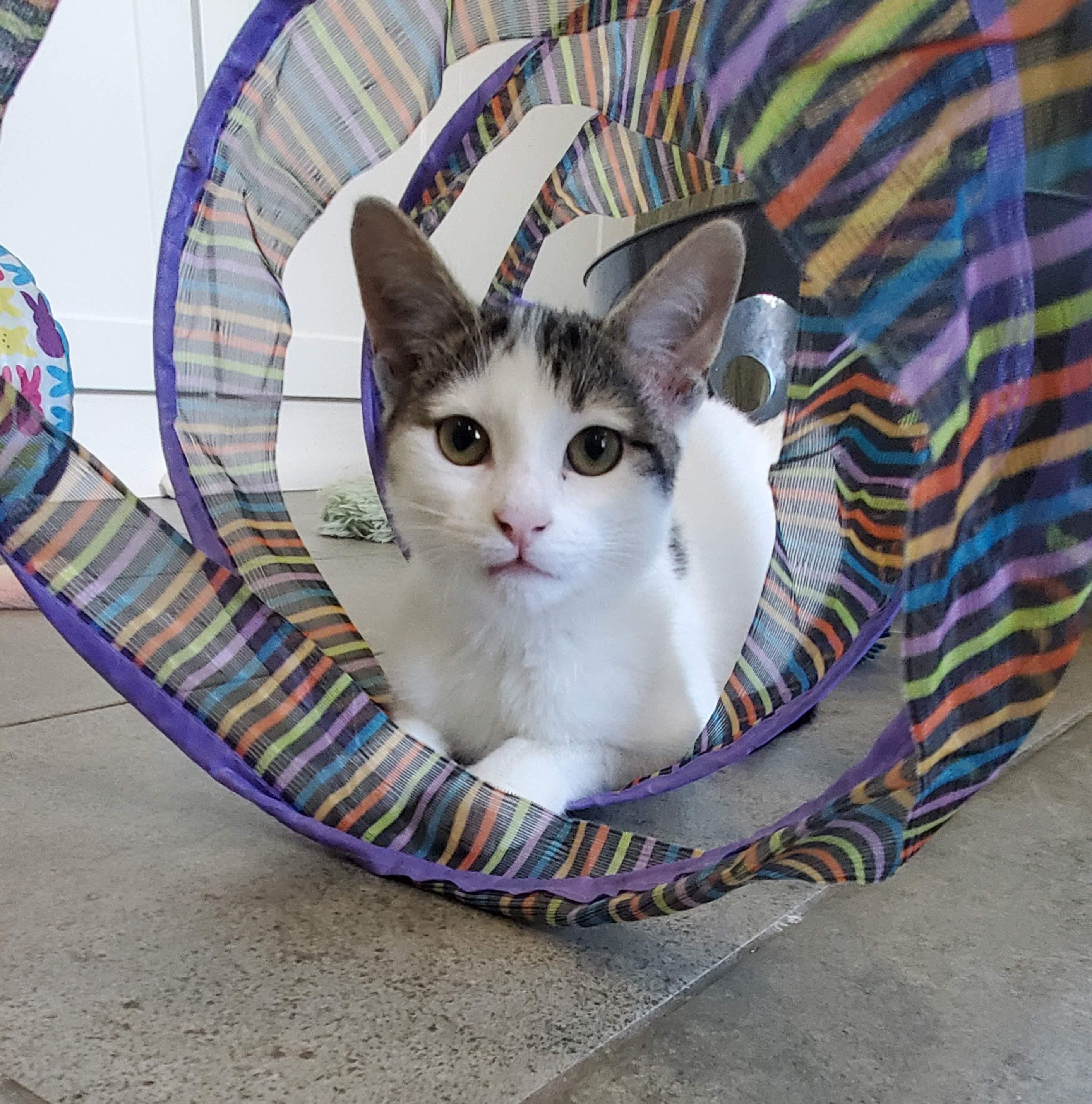 Kirby, Adoptable, Kitten Female Domestic Short Hair.