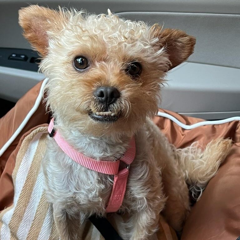 Gregster, an adopted mixed breed in Greenville, SC image 2/3